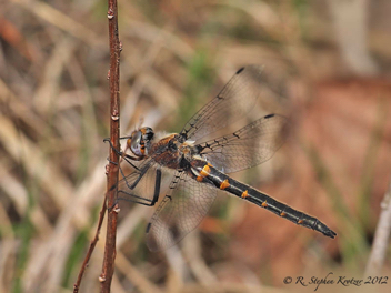 Helocordulia selysii, female